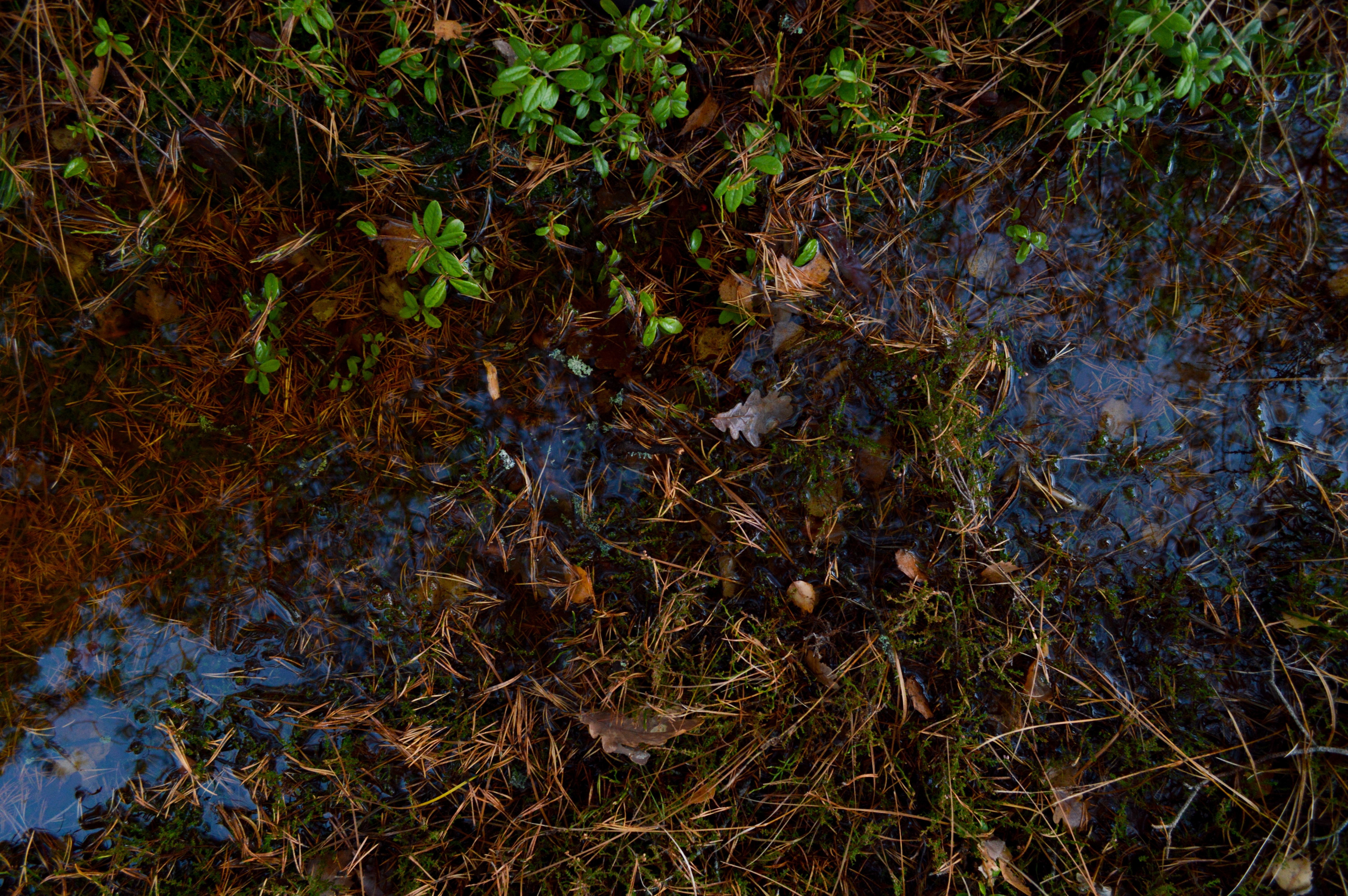 Stemningsbillede skovbund